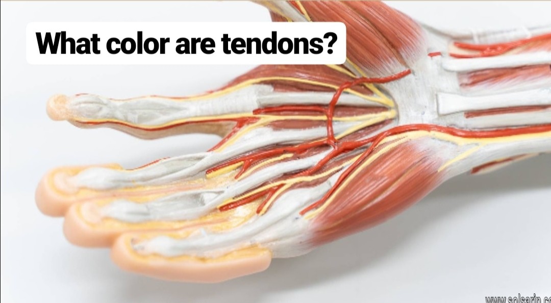 what color are tendons