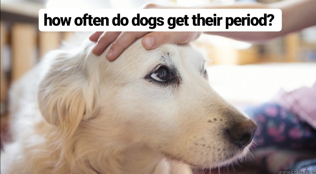 how often do dogs get their period