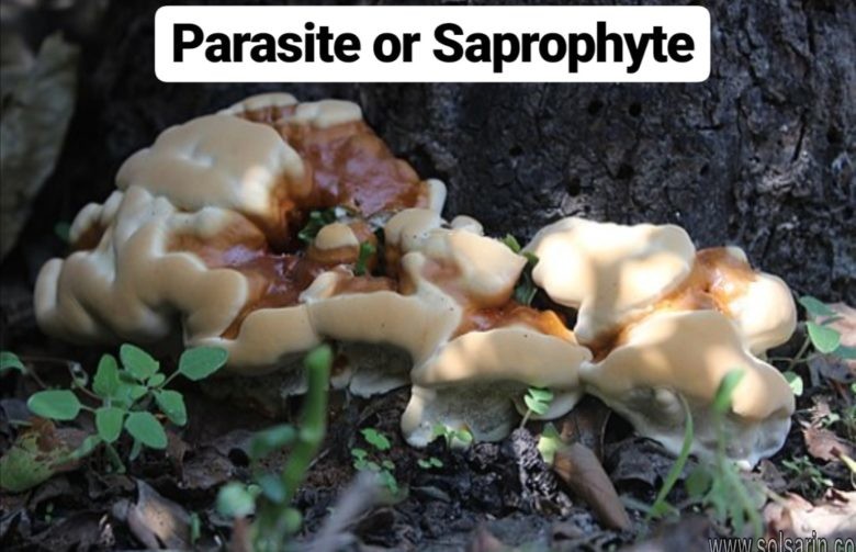 parasite or saprophyte