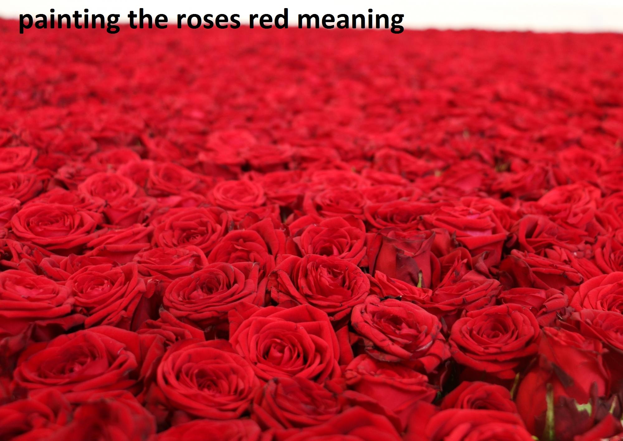painting the roses red meaning