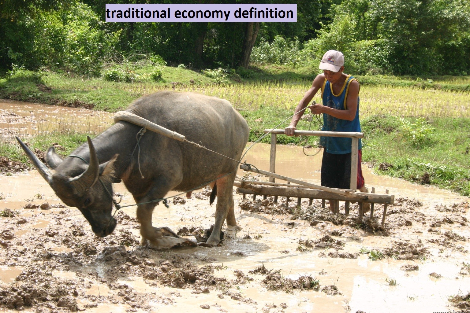 traditional economy definition