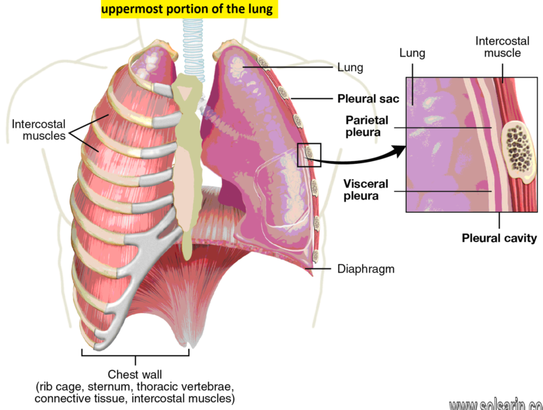 uppermost portion of the lung