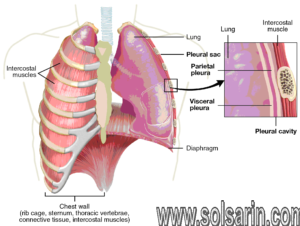 uppermost portion of the lung