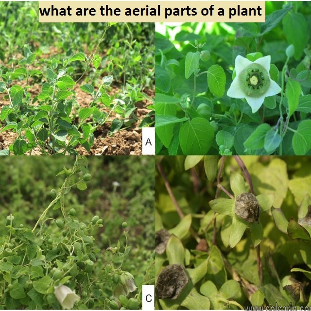 what are the aerial parts of a plant