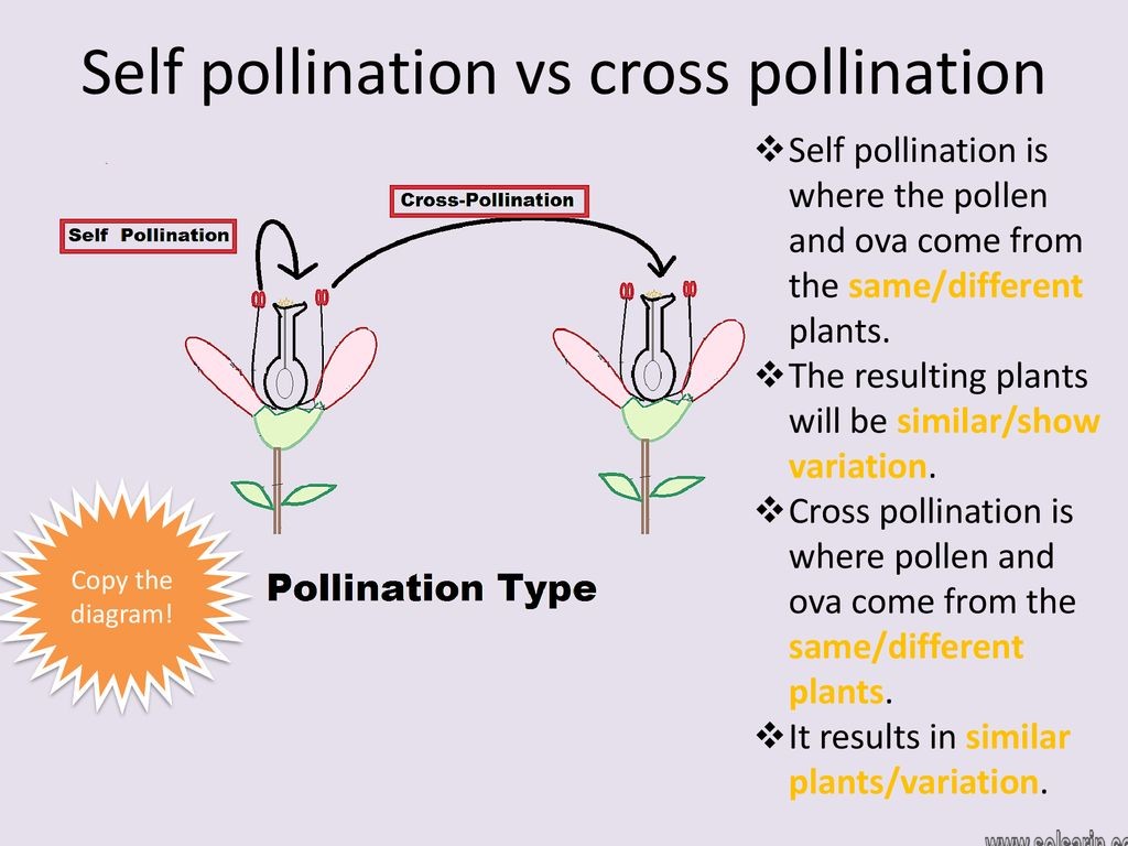 self pollination vs cross pollination