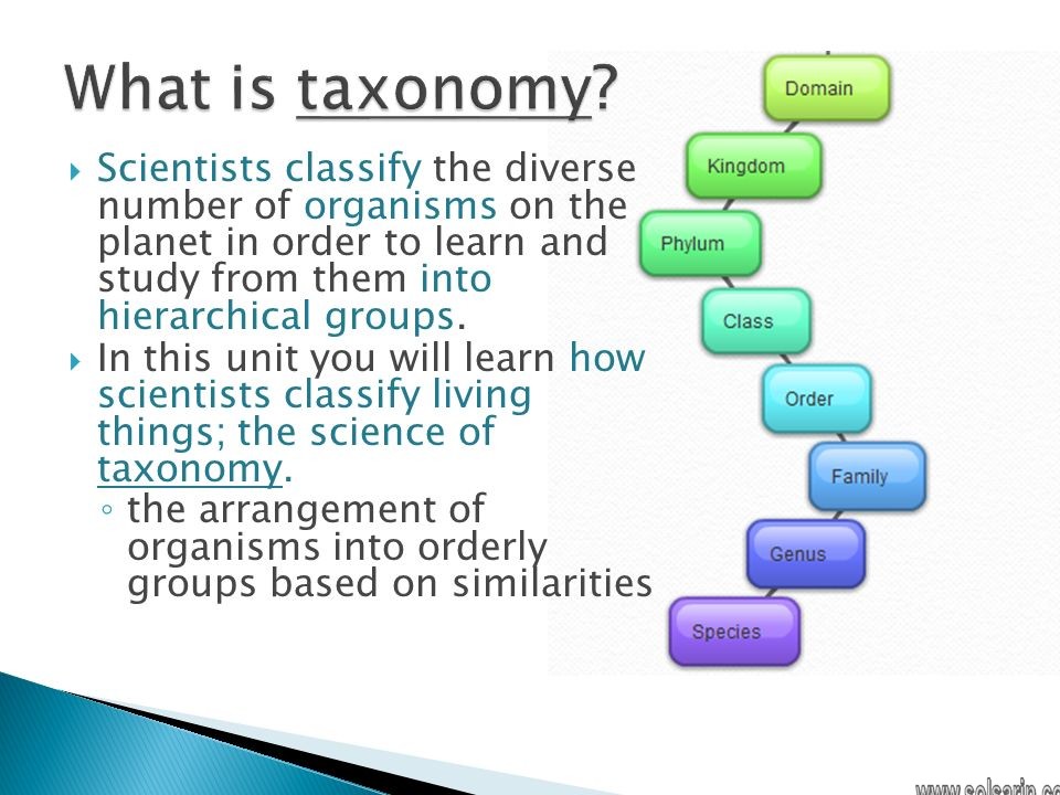 what is a taxonomist