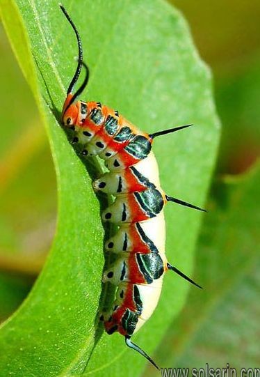 Tussock moth caterpillar poisonous