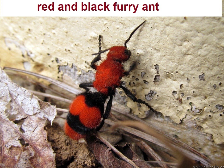 red and black furry ant