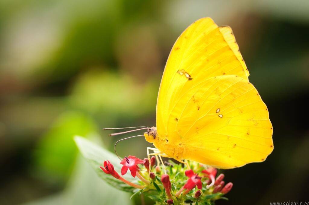 meaning of yellow butterfly