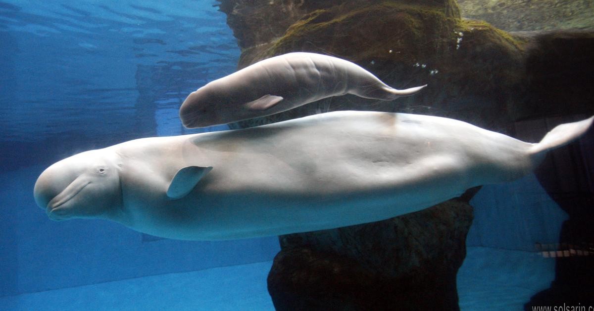 beluga whale scientific name
