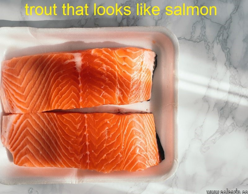 trout that looks like salmon