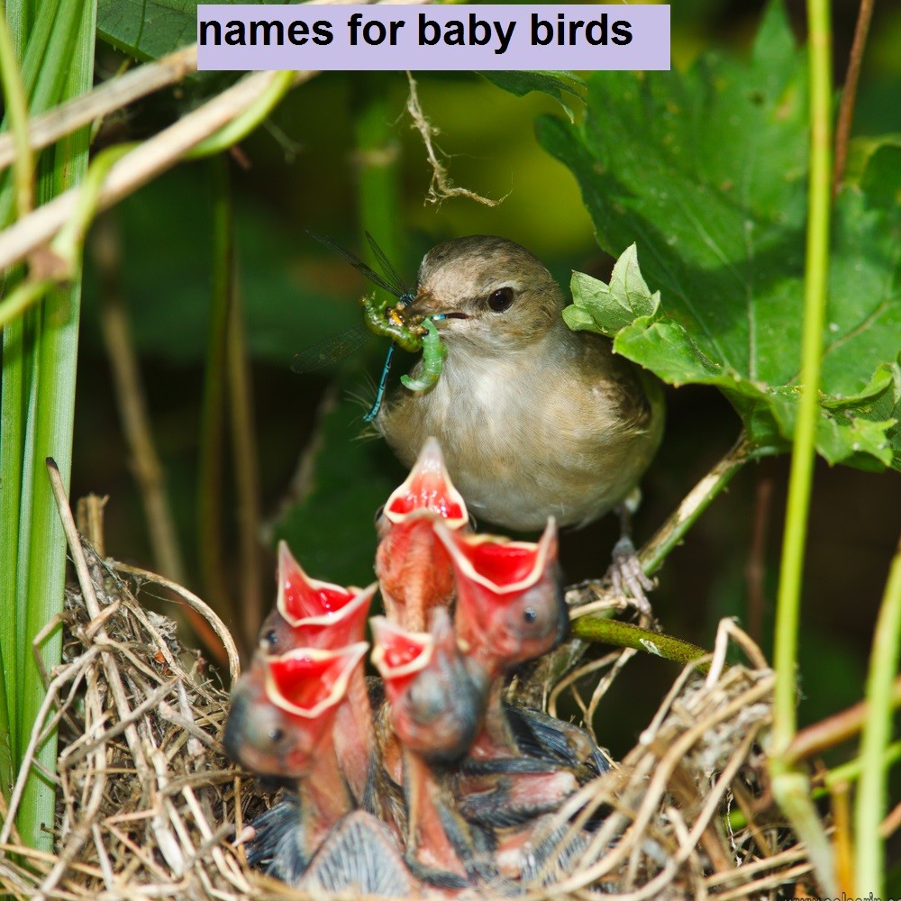 names for baby birds