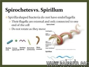 spirillum vs spirochete