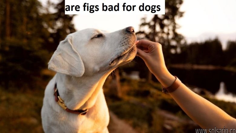 are figs bad for dogs