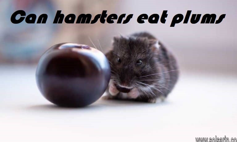 Can hamsters eat plums