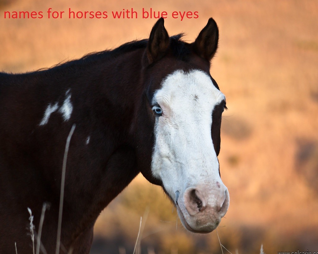 names for horses with blue eyes