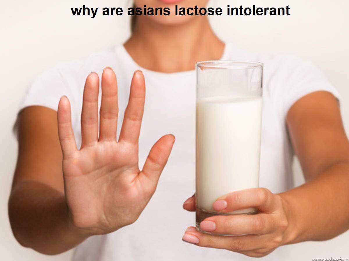 why are asians lactose intolerant