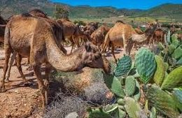 do camels eat cactus