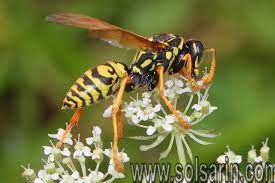 do paper wasps sting