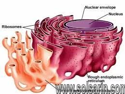 endoplasmic reticulum