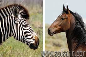 how are zebras and horses alike
