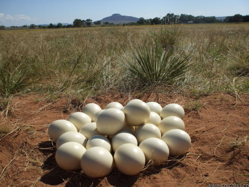 ostrich eggs repel spiders