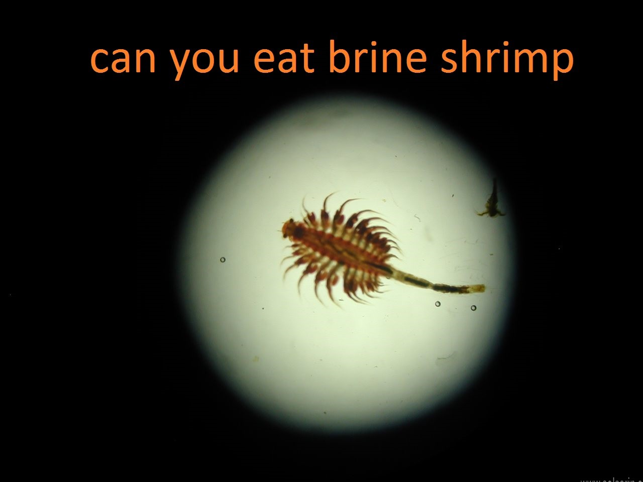 can you eat brine shrimp
