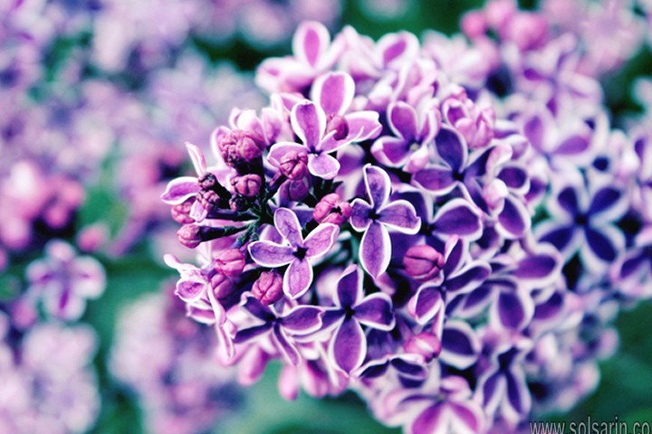 lilac flower meaning