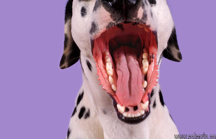 do dogs have tonsils