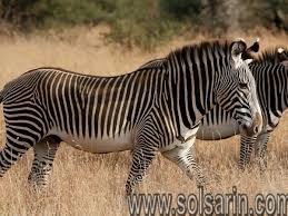 how are zebras and horses alike
