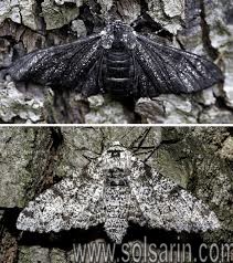 how do peppered moths spend the winter