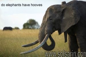 do elephants have hooves
