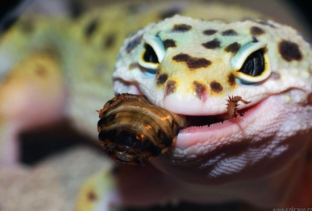 are geckos carnivores