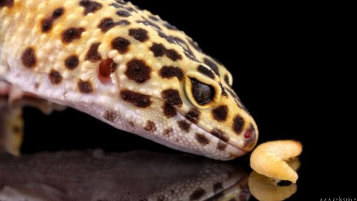 are geckos carnivores