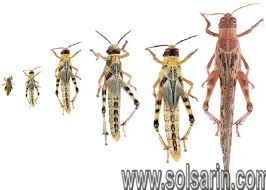 what do locusts look like