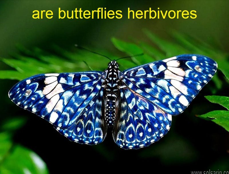 are butterflies herbivores