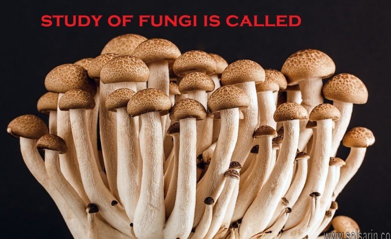study of fungi is called