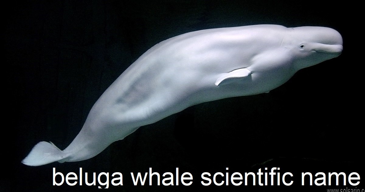 beluga whale scientific name