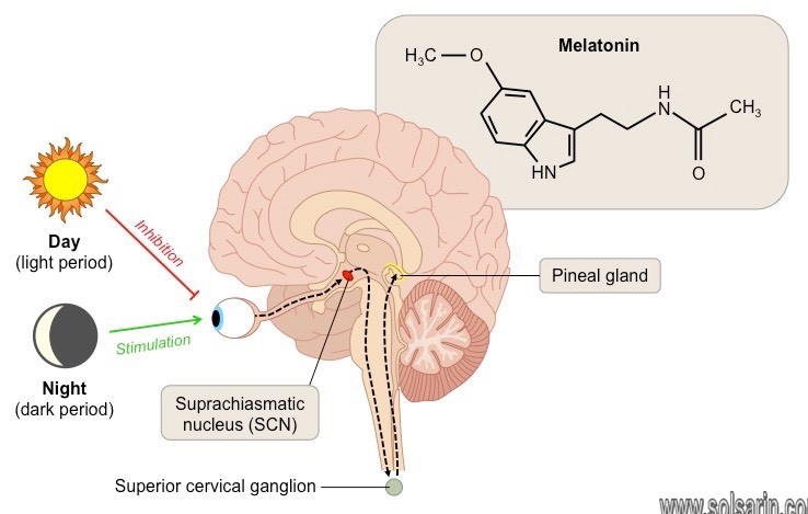 which gland secretes melatonin