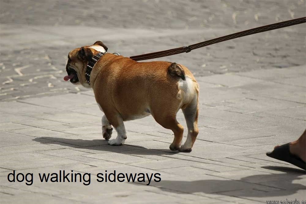 dog walking sideways
