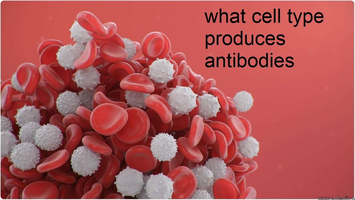 what cell type produces antibodies
