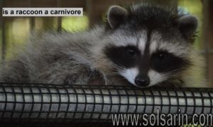 is a raccoon a carnivore