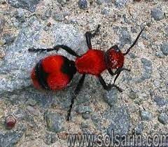 red and black fuy ant