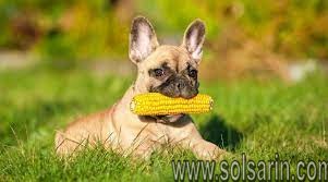 should dogs eat corn