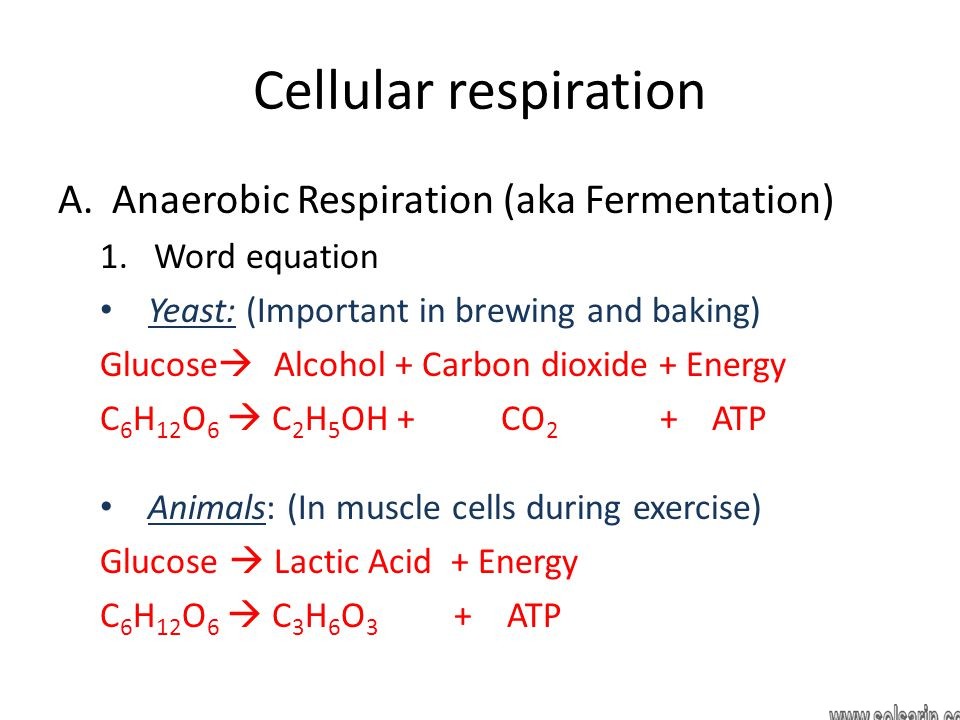 anaerobic respiration equation