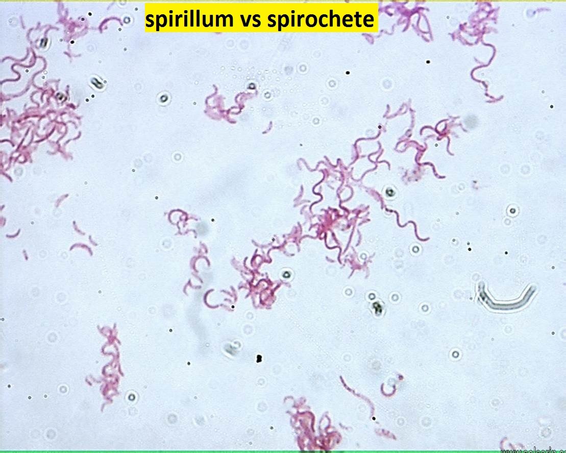 spirillum vs spirochete
