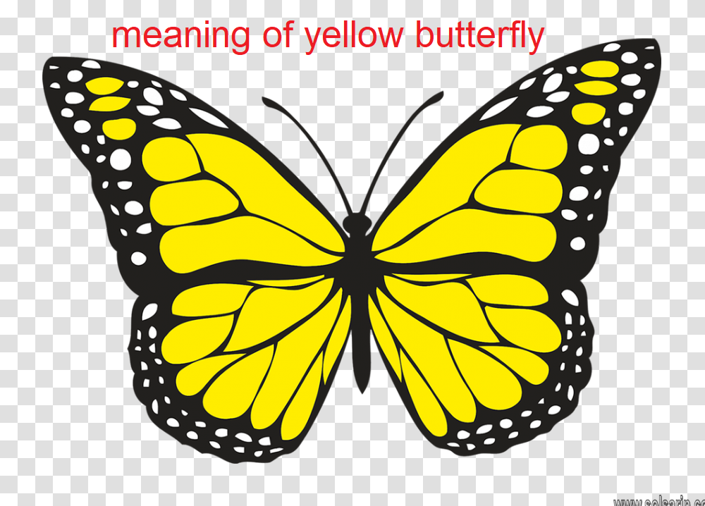 Butterfly meaning black What does