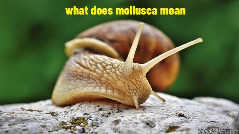 what does mollusca mean
