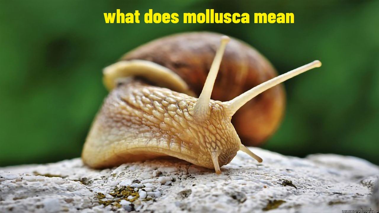 what does mollusca mean