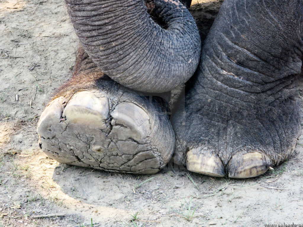 do elephants have hooves